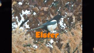 Elster Vogelstimme [upl. by Nerval]