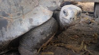 Aldabra Giant Tortoise Worlds Largest [upl. by Lehsreh]