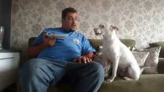 cachorro discute com dono [upl. by Nessim531]