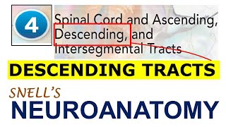 Chp4 DESCENDING TRACTS ALL  NeuroAnatomy  Snells NeuroAnatomy [upl. by Sharp]