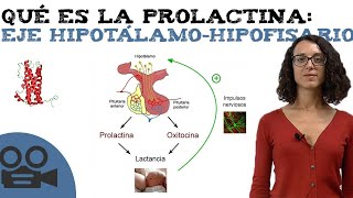 Qué es la prolactina eje hipotálamohipofisario [upl. by Giles]