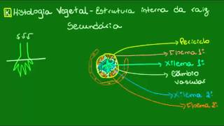 Raiz secundária  Botânica  Biologia [upl. by Uot]