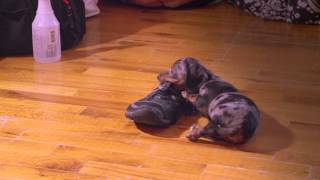 Miniature Dachshund Puppies Playing [upl. by Gallagher]