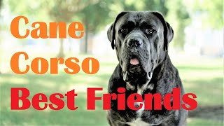 The Cane Corso  Best Friends for Life [upl. by Torie]