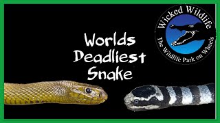 Inland Taipan vs Belchers Sea Snake  Which Is The Worlds Deadliest Snake [upl. by Fiore]