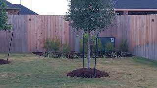 Transform Your Yard with Eaglestone Holly Tree A Landscapers Dream [upl. by Eiboj390]