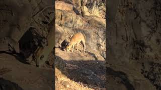 klipspringer spotted around the Sudwala Cavessudwalacaves mpumalanga touristattraction [upl. by Hanyaz]