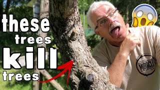 WHY WALNUT TREES are KILLING my Fruit Trees [upl. by Betthezul]