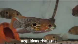 Aequidens rivulatus [upl. by Nytsud]