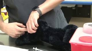 FFA Administering an Intramuscular Injection [upl. by Hudnut]