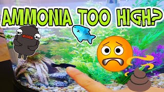 How to fix an Ammonia Spike  New Fish Tank [upl. by Tshombe]