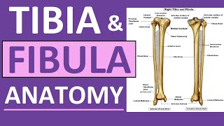 Tibia and Fibula Anatomy of Leg Bones  Anatomy amp Physiology [upl. by Nosac]