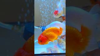 Goldfish Eat Pellets goldfish fish fishtank aquarium pets animals ikan ikanmaskoki ikankoki [upl. by Ylrbmik]