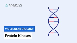 Protein Kinases Cell Signaling and Phosphorylation [upl. by Leahcimdivad]