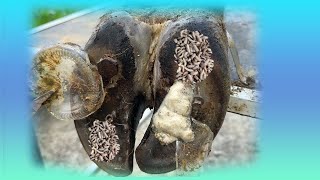 Complication Cut Trim and Cleaning  Screw with Nails WAS STUCK IN cows hoof  LOVE ANIMAL [upl. by Apur]