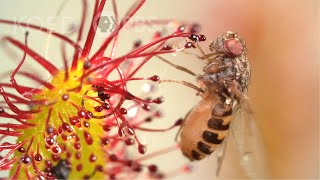 Cape Sundews Trap Bugs In A Sticky Situation  Deep Look [upl. by Adis]