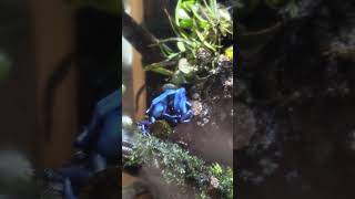 Tinctorius mating behavior dartfrogs [upl. by Janeta967]