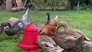 Poultry Farm  Ducklings  Chickens  Ducks and Family Farmstead  Homestead UK  Free Range Eggs [upl. by Dobrinsky806]