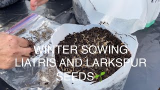 WINTER SOWING LIATRIS AND LARKSPUR SEEDS🌱🌱🌱 [upl. by Ahselet]