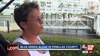 Bluegreen algae now detected in Pinellas County waterways [upl. by Freedman1]