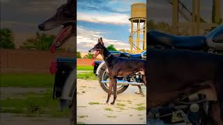 greyhound coursing race  dogs pets puppy  dog pets puppy [upl. by Vere]