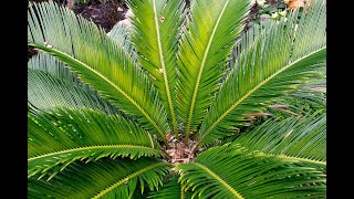 À LA DÉCOUVERTE DU CYCAS LE SAGOU DU JAPON ET TAILLE DE LA COURONNE DE FEUILLES [upl. by Aileahcim826]