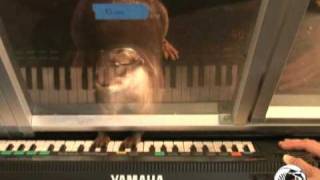 Freshwater otter plays piano [upl. by Arabrab]