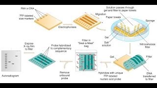 Southern blot protocol [upl. by Etteuqram818]