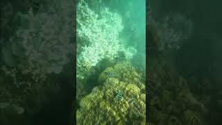 Pattaya snorkeling  Koh Khram  many fish pattayatour pattayatravel snorkeling underwater [upl. by Kobi]