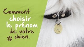 Bien choisir le nom de votre chien [upl. by Tamara]