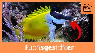 Wie halte ich Fuchsgesichter im Meerwasseraquarium [upl. by Ttenneb]