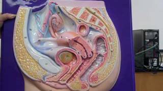 female reproductive anatomymp4 [upl. by Siddon]