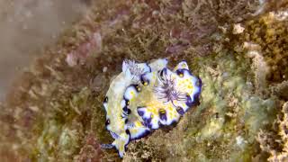 A couple of sea slugs The Imperial nudibranch Hypselodoris imperialis  Yello Video Footage Stock [upl. by Kos]