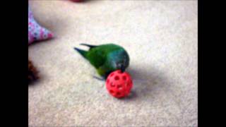 Dusky Conure Plays With Ball [upl. by Aratehs577]