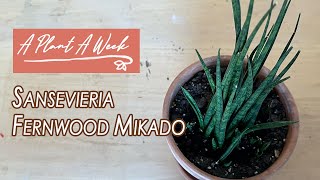 Sansevieria Fernwood Mikado Care  A Plant A Week [upl. by Lali]