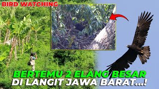 KAGETTT DI ALAM LIAR BERTEMU 2 ELANG SALING CARI M4NGSA [upl. by Eslud448]