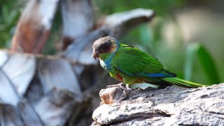 Treasures of America The new Pyrrhura aviary at Loro Parque [upl. by Tella]