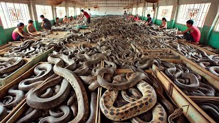 Chinese Farmers Raise And Process Millions Of Snakes This Way [upl. by Wadell]