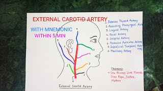 External Carotid Artery branches with mnemonic within 5 minutes [upl. by Morris]