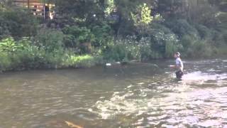 Dry fly fishing Cross Fork PA [upl. by Gladine214]