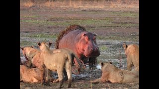 National Geographic Documentary Hippopotamus VS Crocodile The Ultimate Predator Nat Geo Wild [upl. by Aidin]