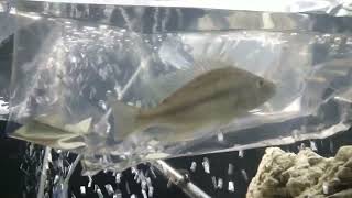 new fish so exiting dimidiochromis strigatus [upl. by Alekin867]