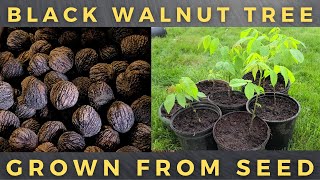 How To Grow Black Walnut Tree From Seed [upl. by Ernst312]