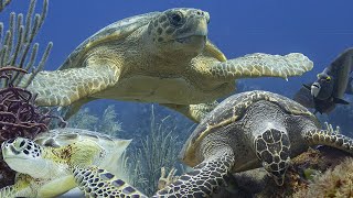 Sea turtles Cheloniidae [upl. by Kurland]