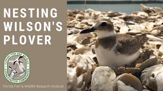 Nesting Wilsons Plover [upl. by Enyawad582]