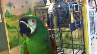 Liu the severe macaw talking at the Wilson Parrot Foundation 3 [upl. by Gunnar]