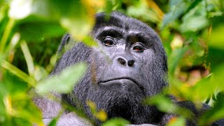 faccia a faccia con i GORILLA in Uganda 🇺🇬 [upl. by Saturday]