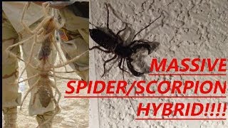 MASSIVE SPIDERSCORPION HYBRID [upl. by Acinaj685]