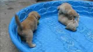 6week old Golden Retriever puppies playing [upl. by Rinum739]