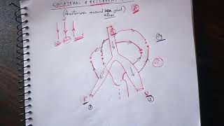 Recurrent and Collateral Anastomosis  Anastomosis Around Elbow Joint  TCML [upl. by Wakerly798]